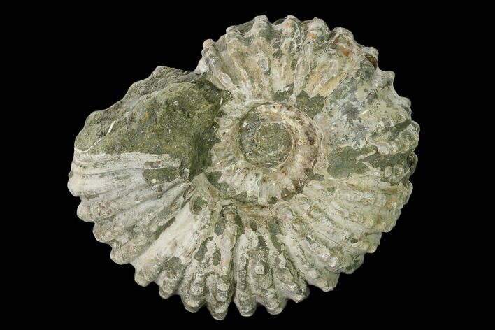 4" Bumpy Ammonite (Douvilleiceras) Fossil - Madagascar